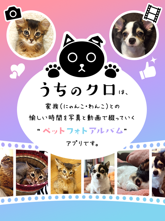 ペット ねこ犬 のフォト動画アルバム うちのクロ Iphoneアプリ無料